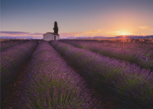 Provence Lavender | Poster