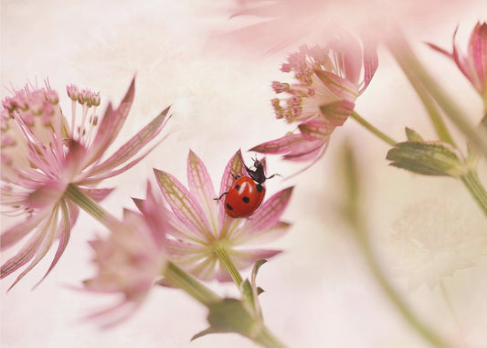 Ladybird and pink flowers | Canvas