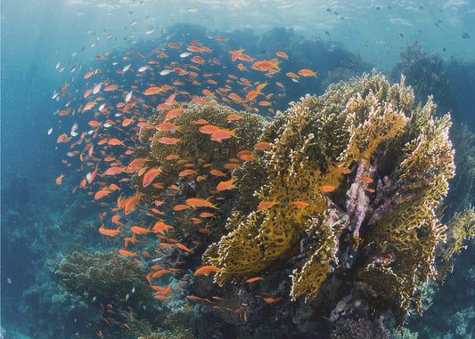 Reefscape | Canvas