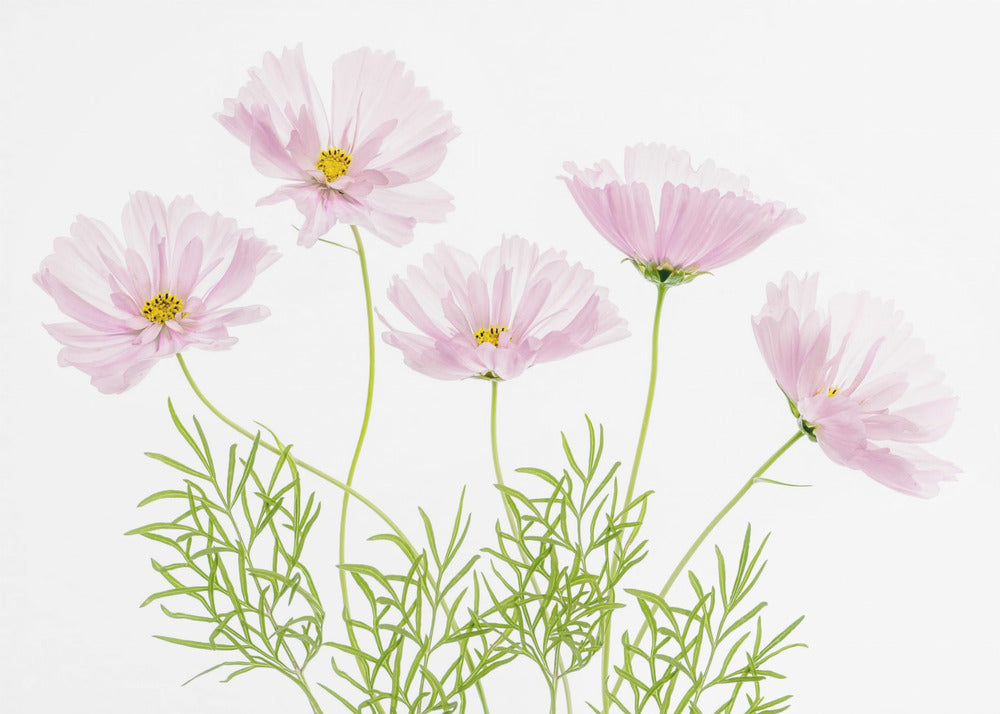 Cosmos Cupcake | Poster