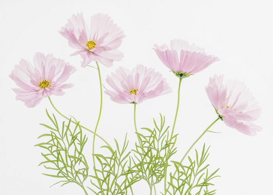 Cosmos Cupcake | Poster