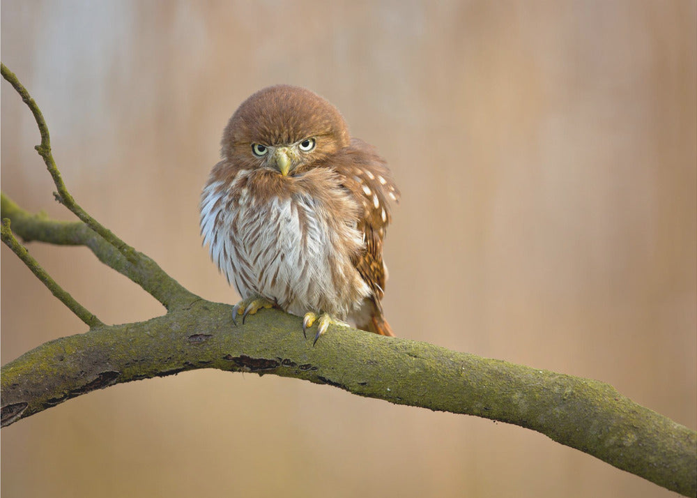Ferruginous pygmy owl | Canvas