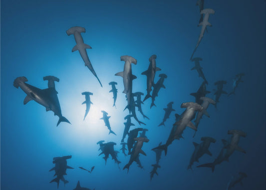 Hammerhead Shark - Underwater Photography | Poster