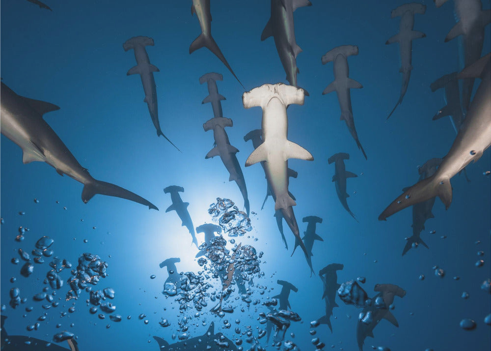 Hammerhead Shark | Wallpaper