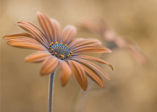 Summer glow | Canvas