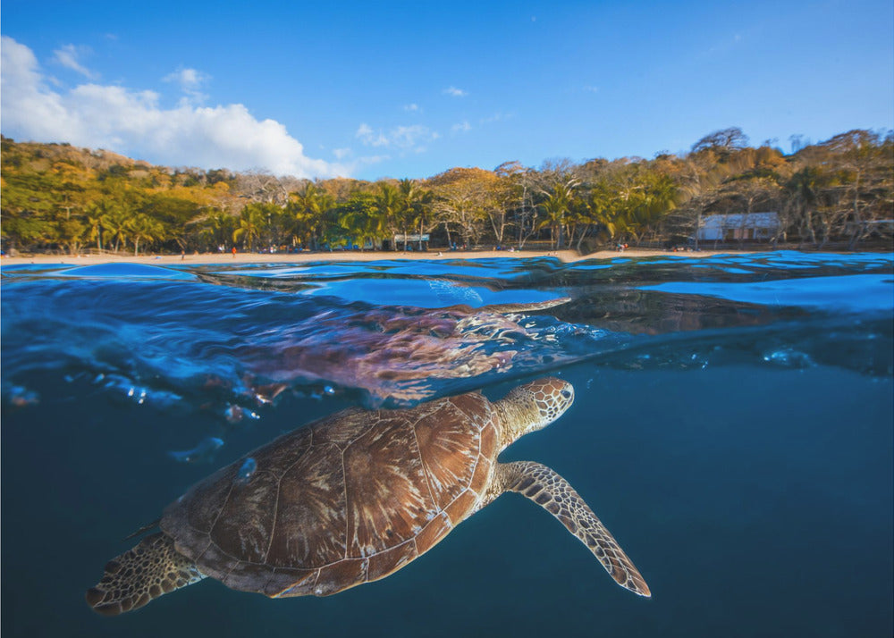 Green Turtle - Sea Turtle | Poster