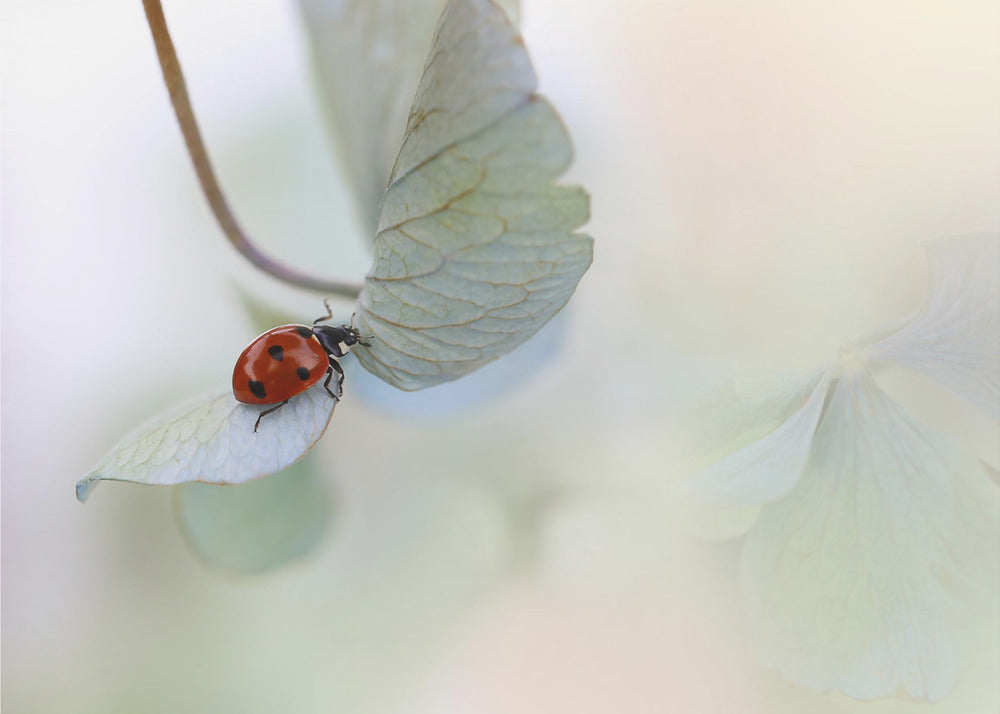 Ladybird on blue-green hydrangea | Canvas