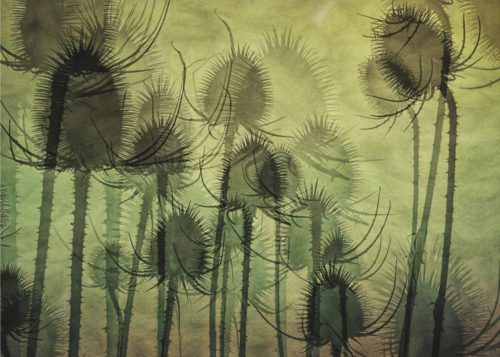 Wild Teasel | Canvas