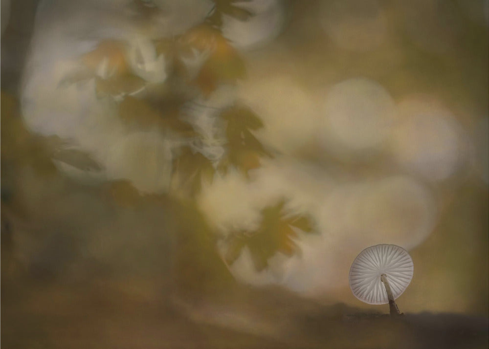 Autumn atmosphere | Canvas