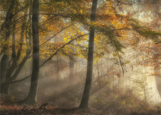 The lights of the forest | Canvas