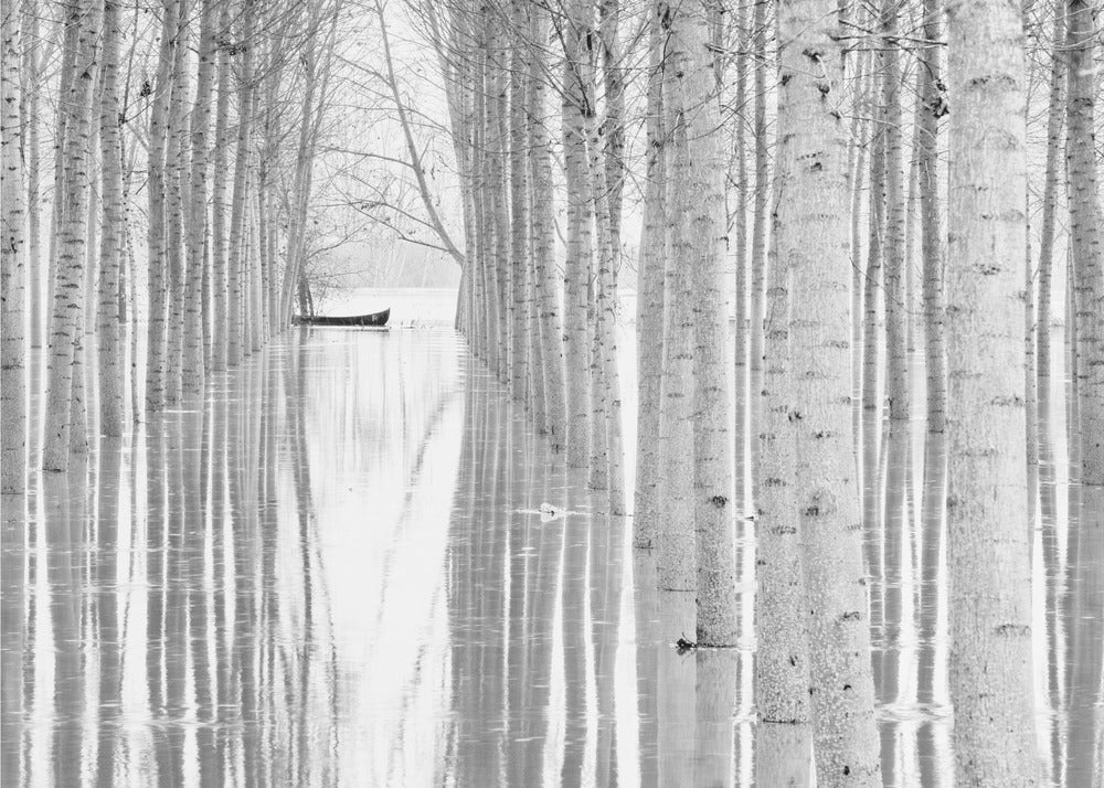 Free movement | Poster