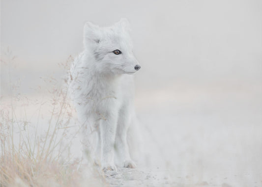 Looking around | Wallpaper