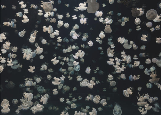 Just some Jellies | Wallpaper