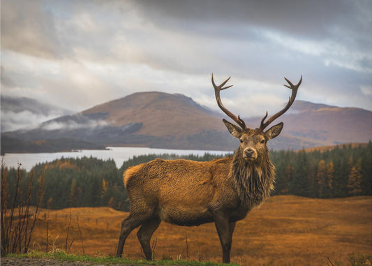 Scottish Stag | Poster