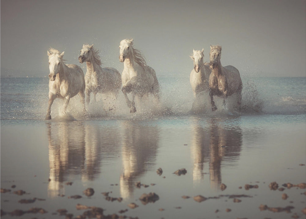 Camargue Horses | Poster