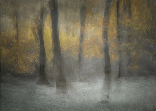 Dancing Trees | Poster