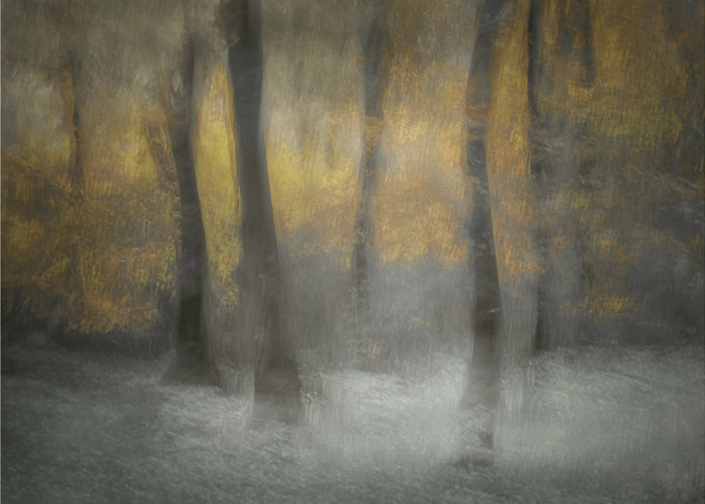 Dancing Trees | Canvas