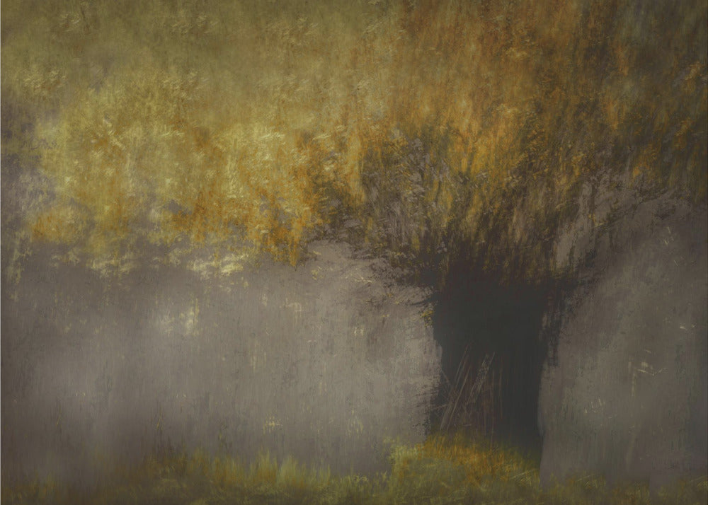 Pollard willow | Poster