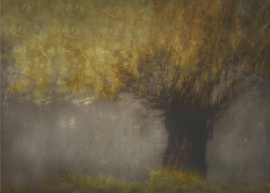 Pollard willow | Poster