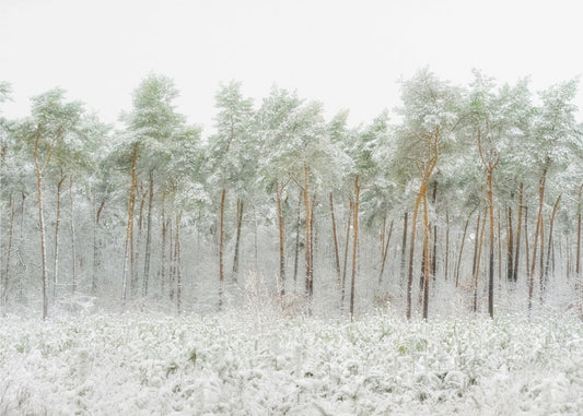 Snow world | Wallpaper