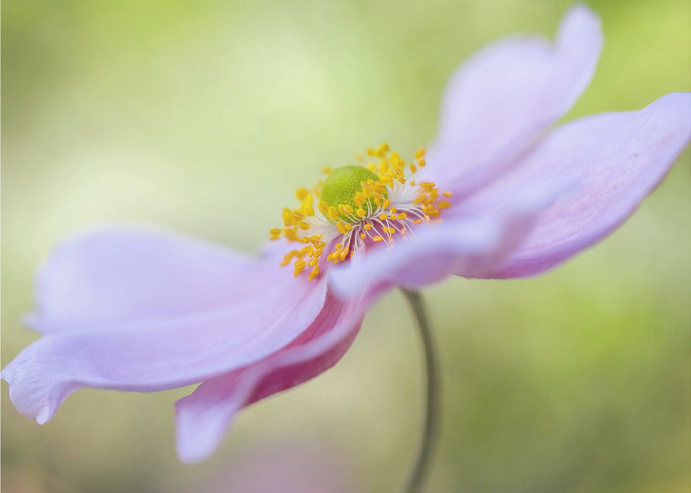 Japanese Anemone | Canvas