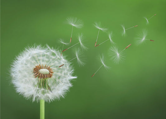 Dandelion Blowing | Wallpaper