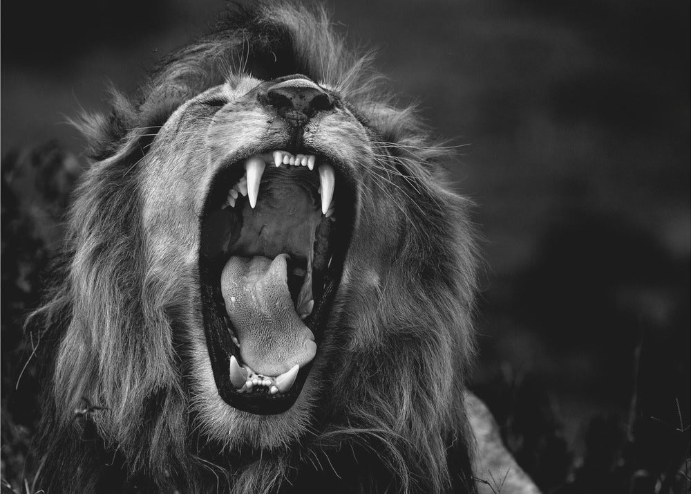 Roar | Wallpaper
