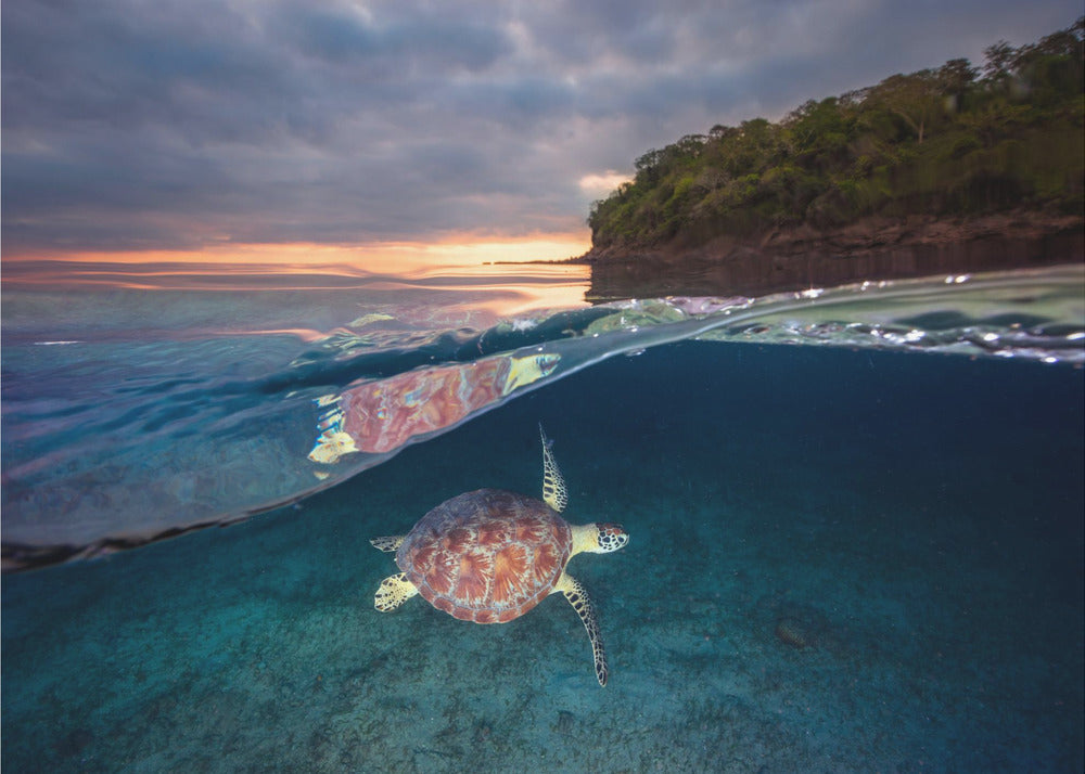 Green turtle with sunset | Canvas