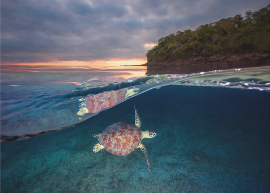 Green turtle with sunset | Canvas