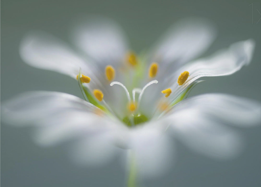 Stitchwort | Poster