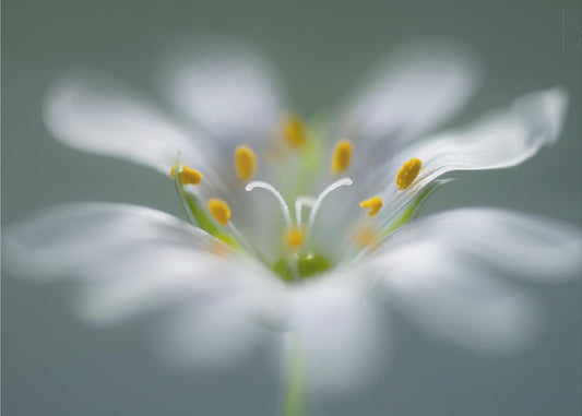 Stitchwort | Canvas