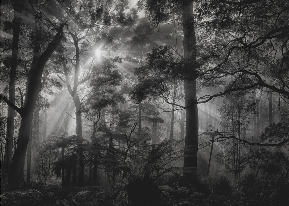 Primary forest | Canvas