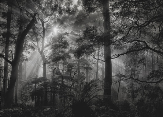 Primary forest | Canvas