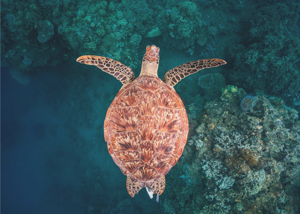 Flying over the reef | Poster