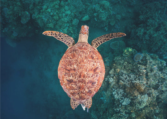 Flying over the reef | Wallpaper