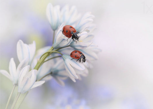 Ladybirds | Wallpaper