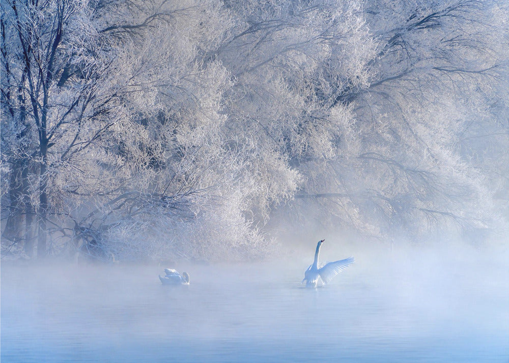 Swan Lake | Wallpaper