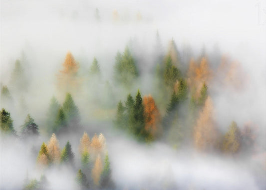 Autumn Dream | Canvas