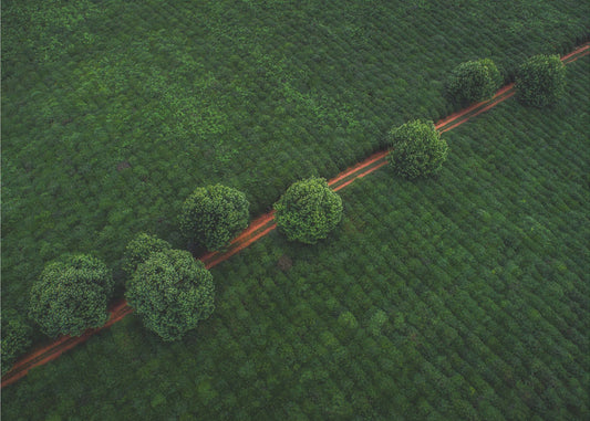 Green Pearls | Canvas