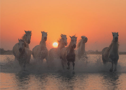 Sunset in Camargue | Wallpaper