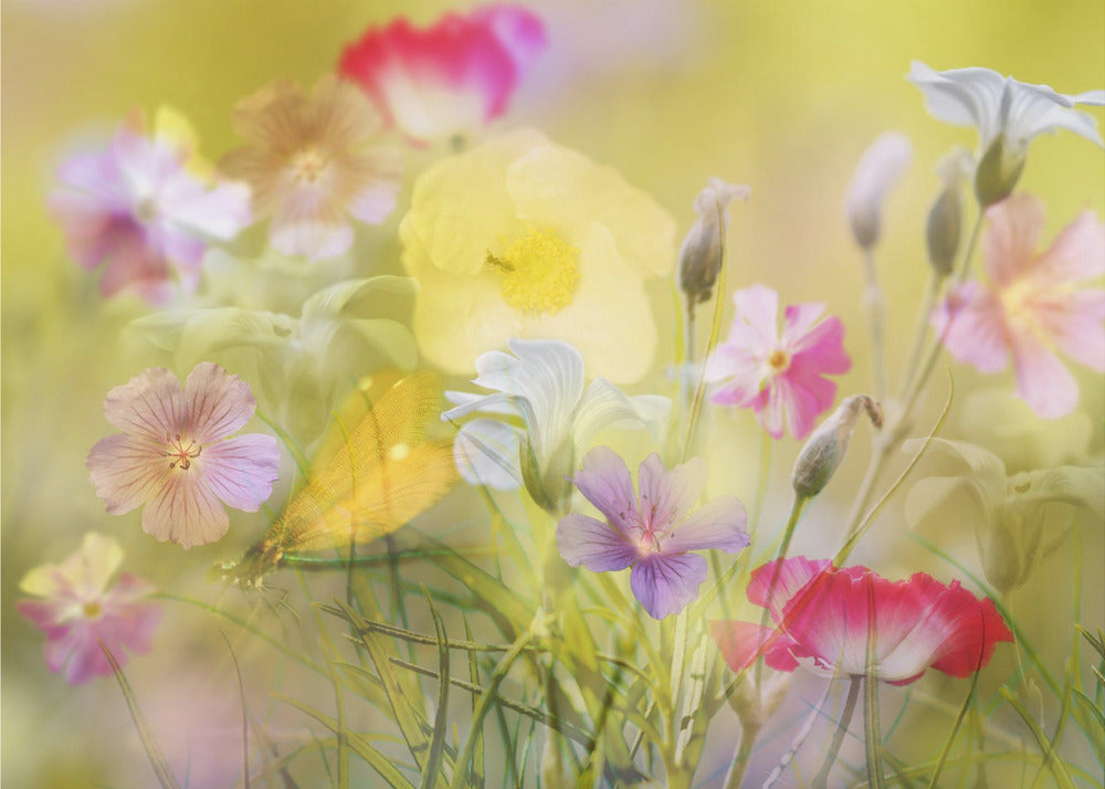 Tiny garden in a summer field | Poster