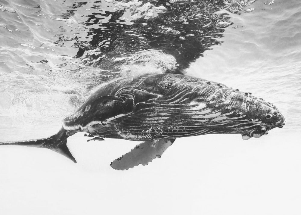 Humpback whale calf | Poster