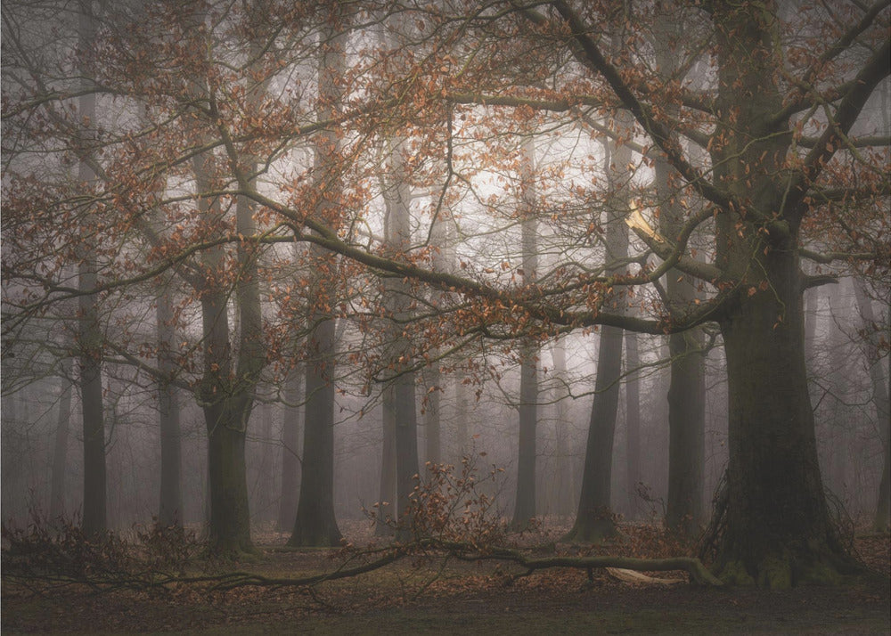 Foggy memory  of the past | Wallpaper