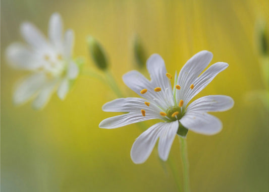 Stitchwort | Canvas