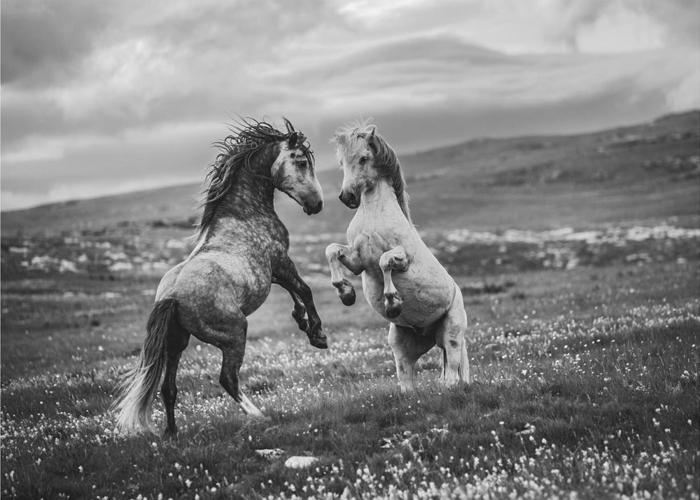 Wild and free | Wallpaper