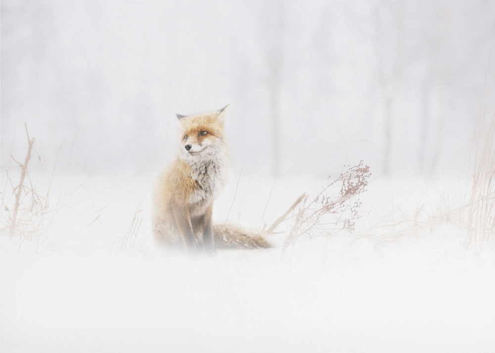 Waiting... | Wallpaper