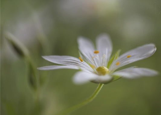 Stitchwort | Poster