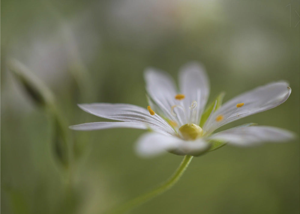 Stitchwort | Canvas