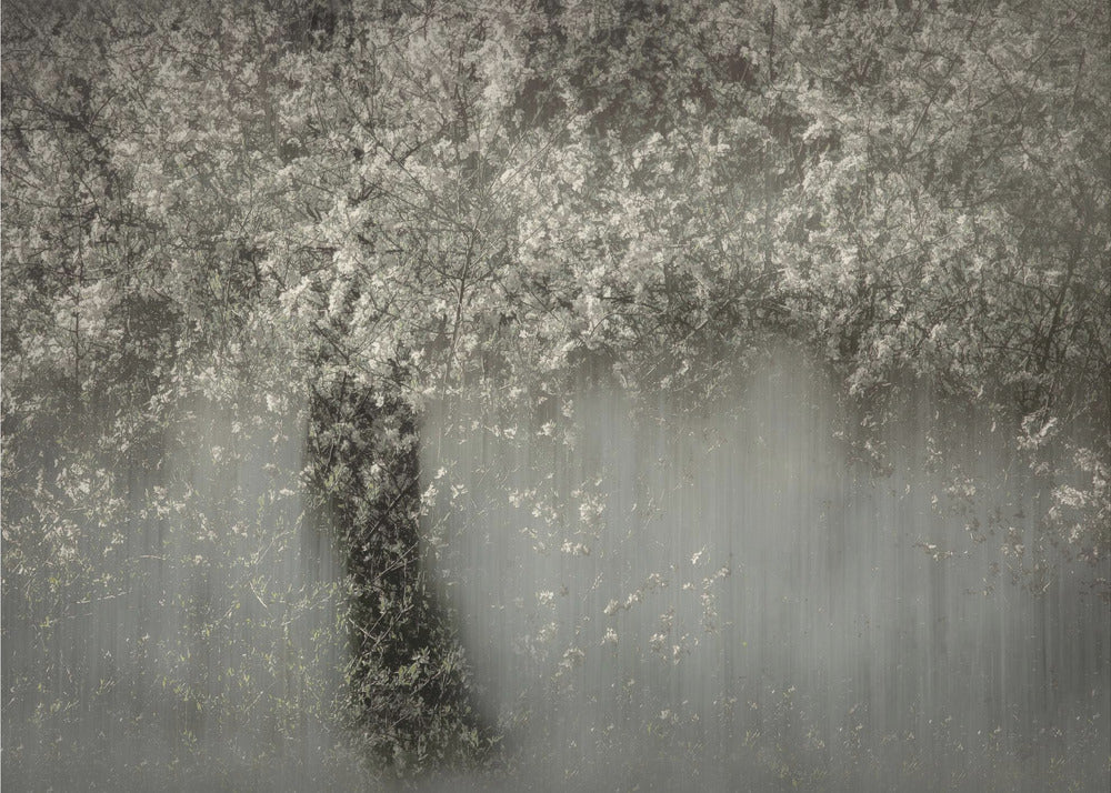 White blossom | Poster