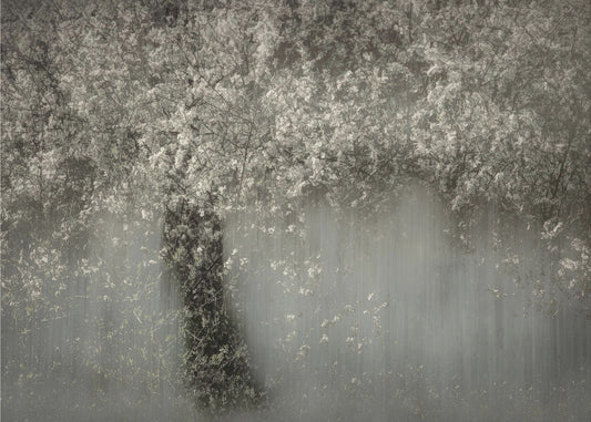 White blossom | Canvas